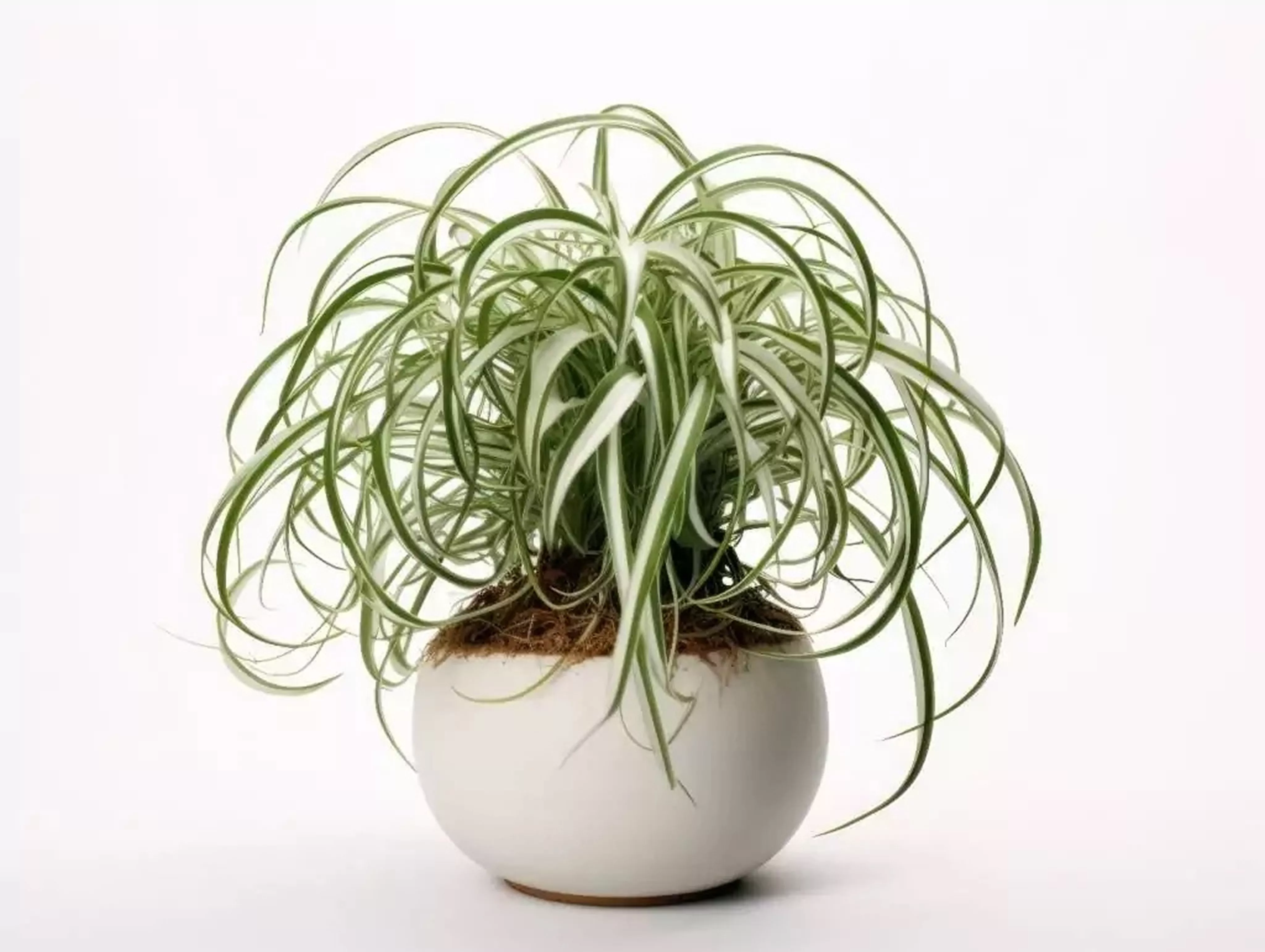 7 растений, которые улучшают качество воздуха в доме