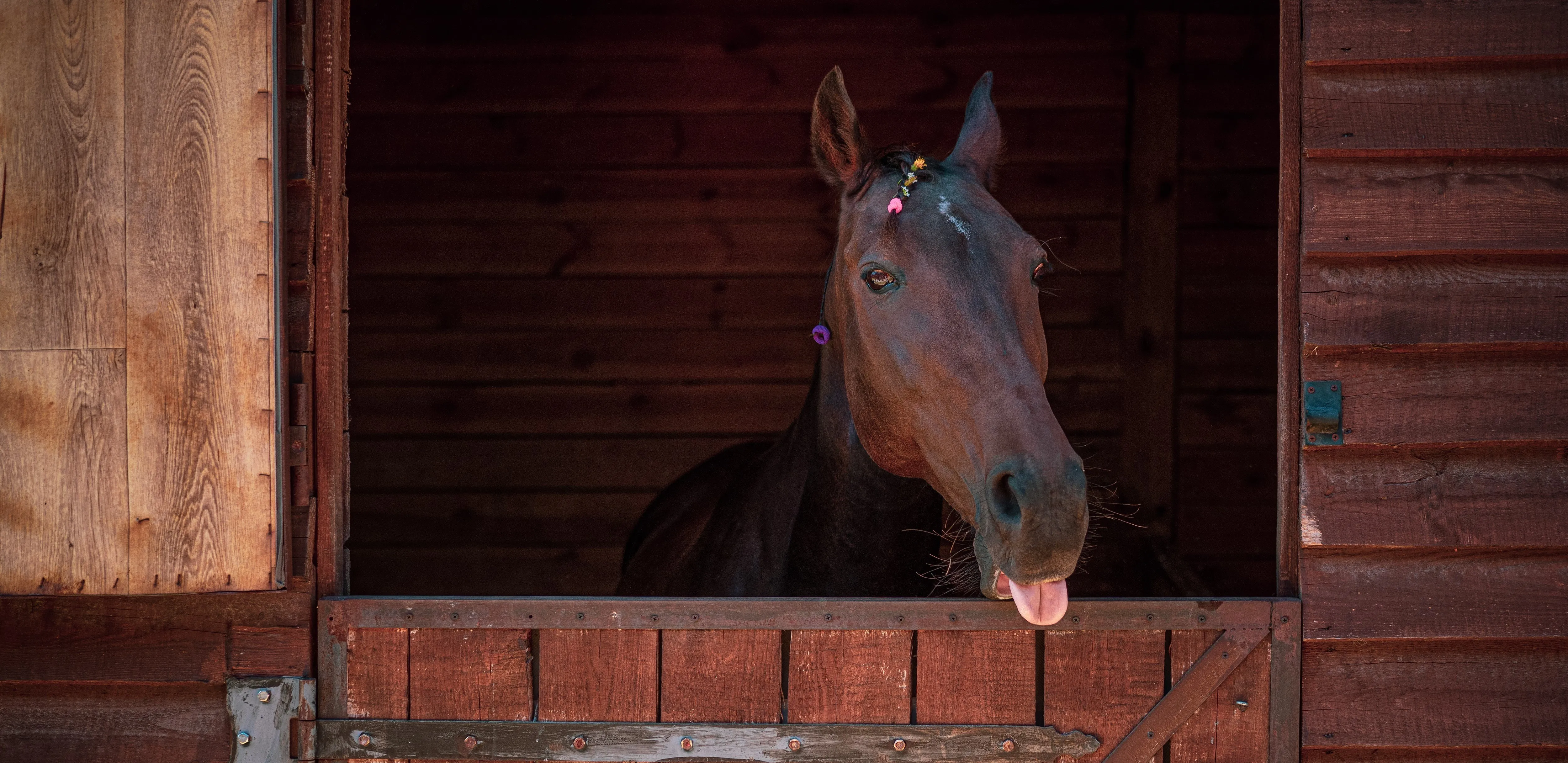 Вентиляция в конюшне: наш опыт