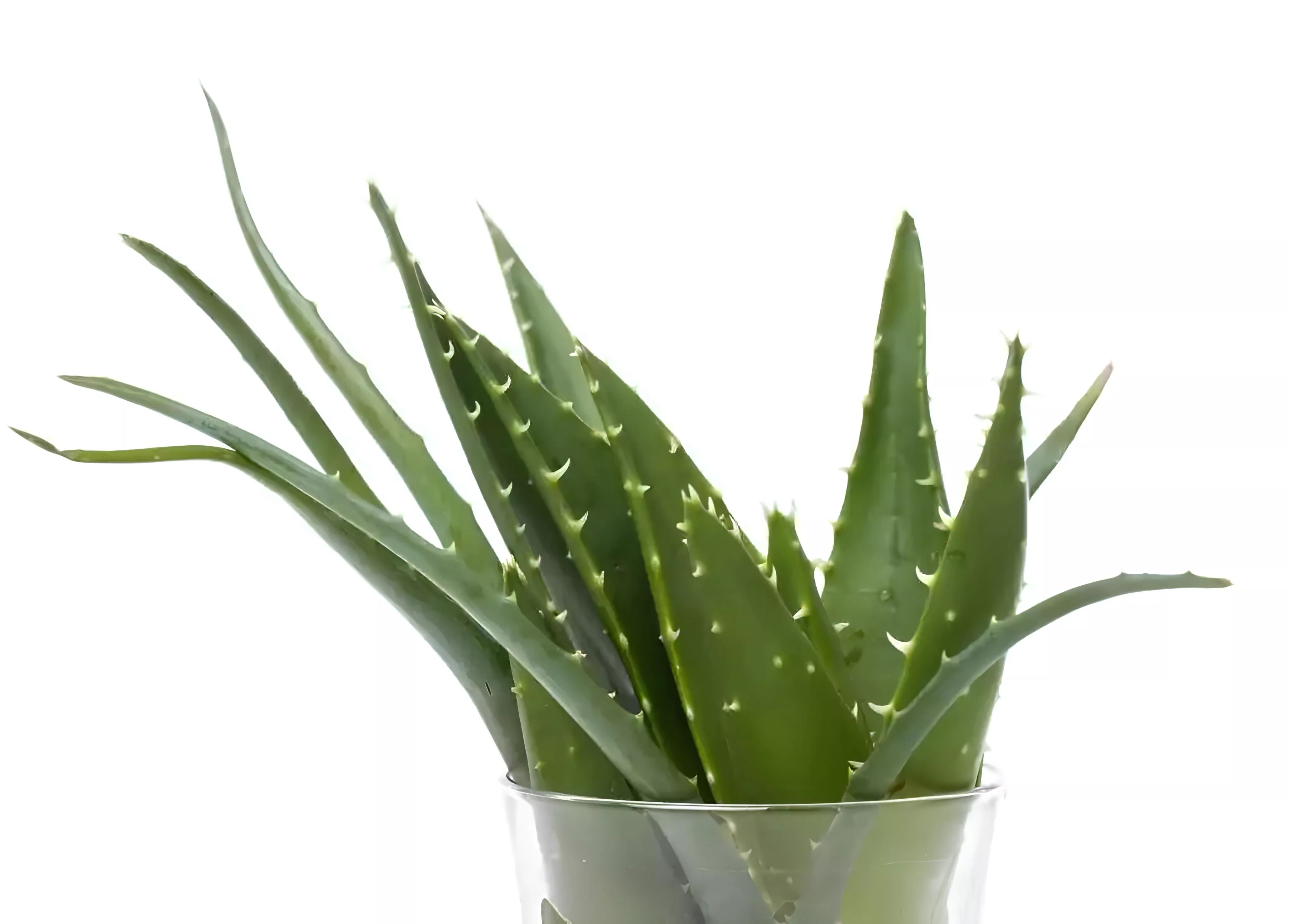 7 растений, которые улучшают качество воздуха в доме