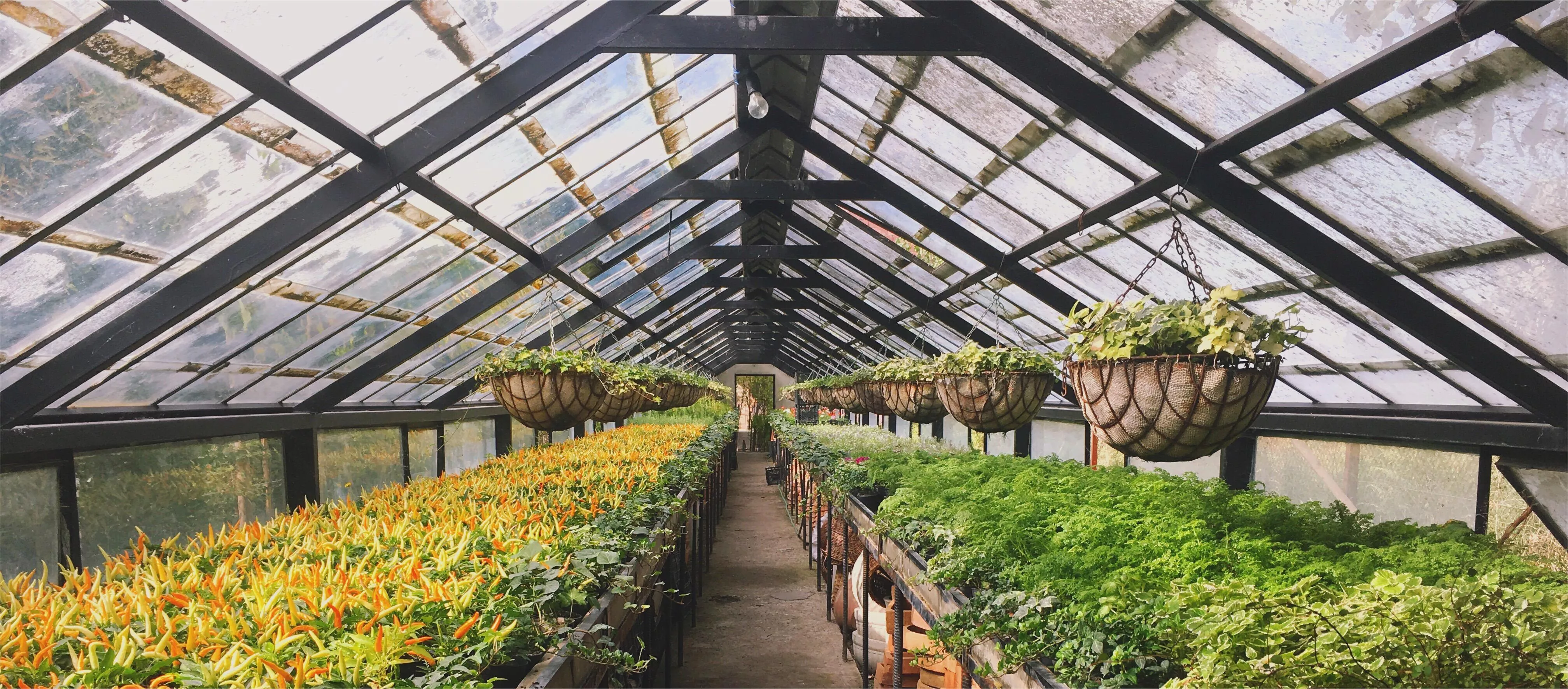 Вентиляция в теплице