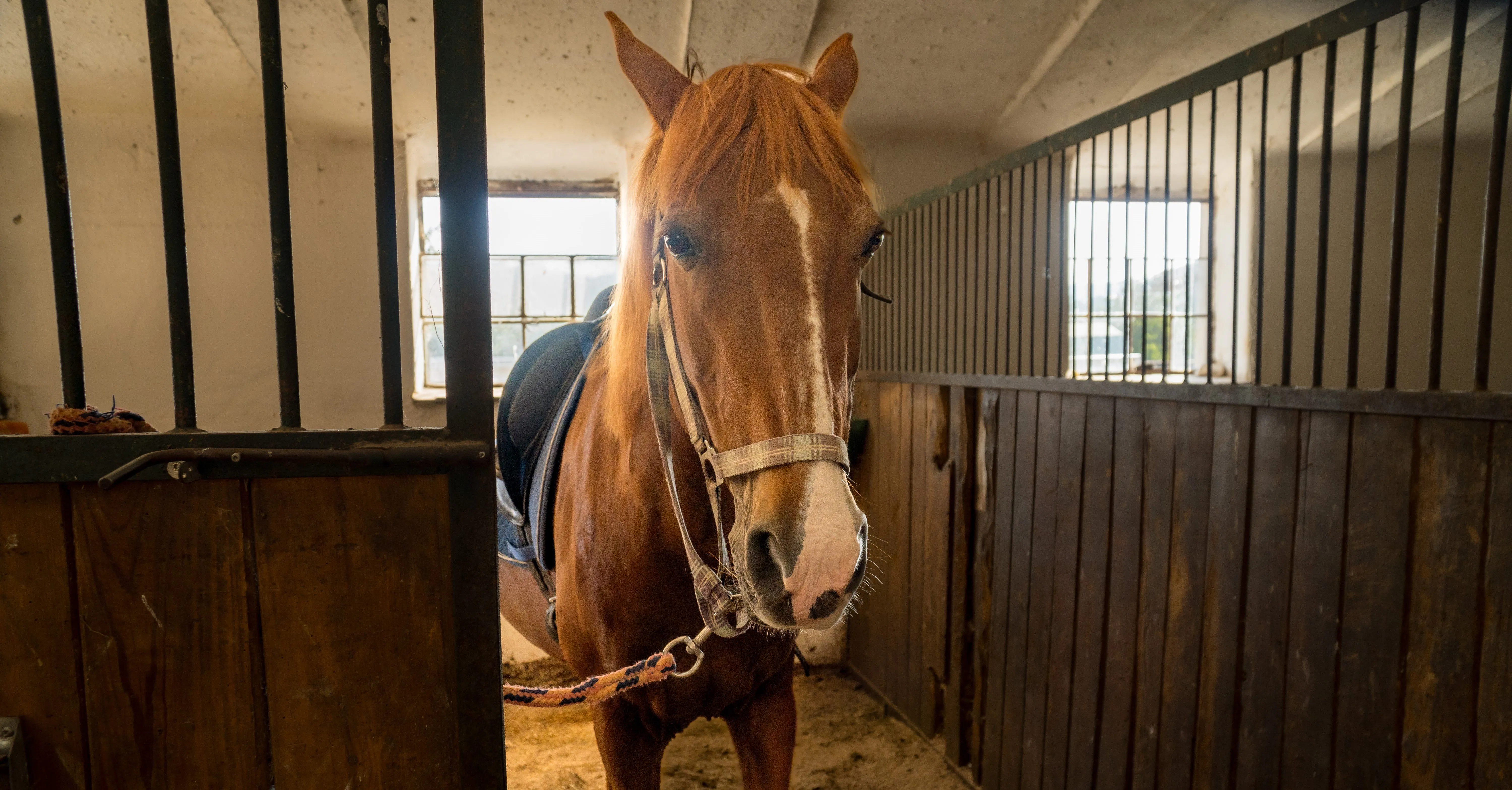 Вентиляция в конюшне: наш опыт