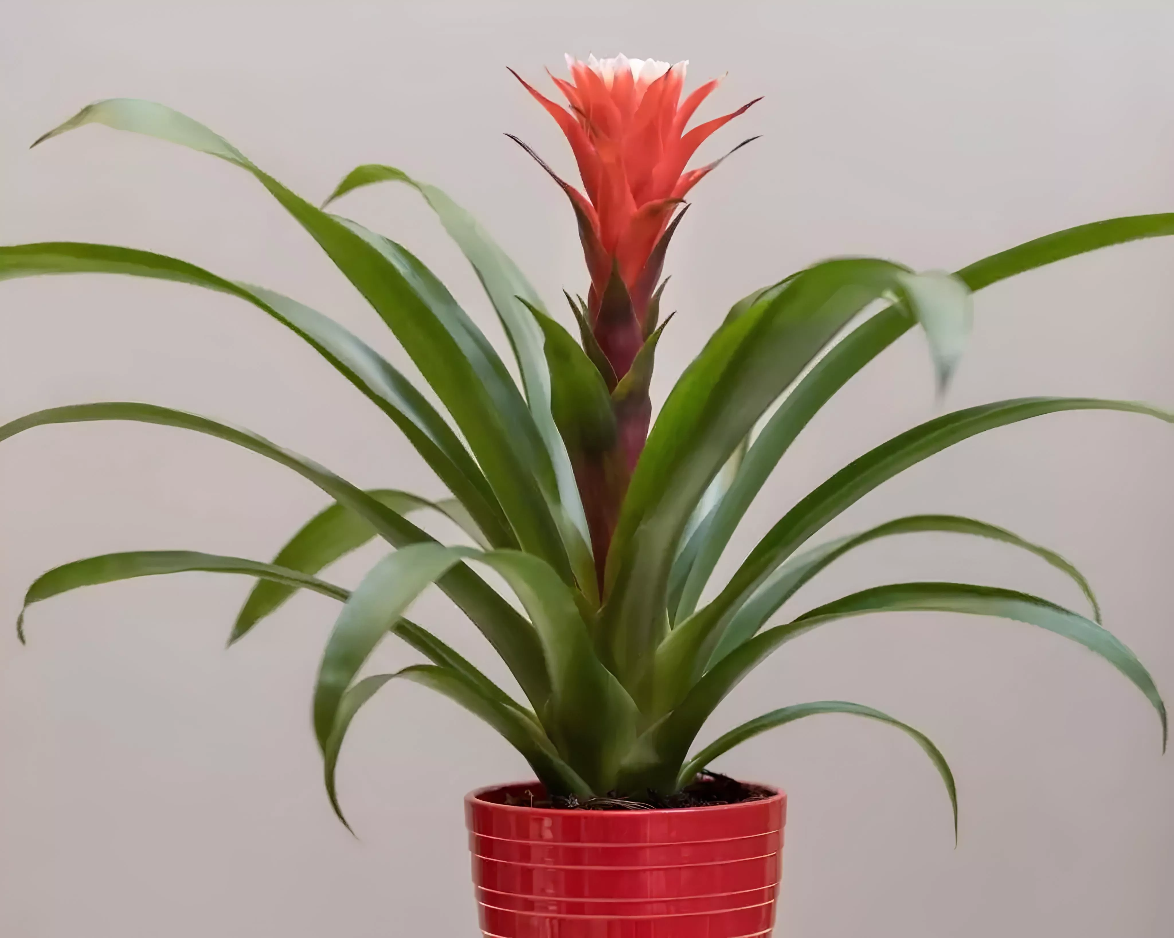 7 растений, которые улучшают качество воздуха в доме