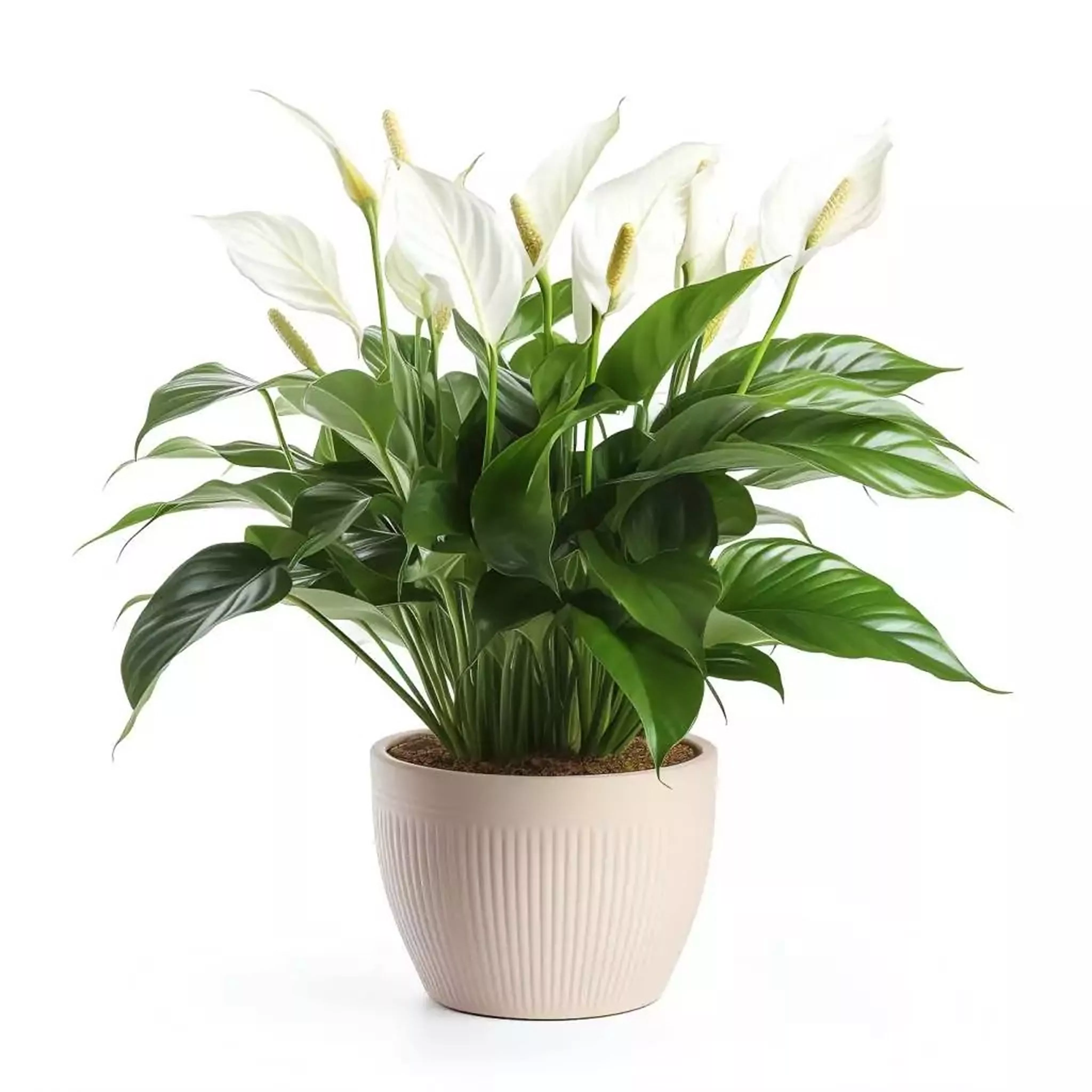 7 растений, которые улучшают качество воздуха в доме