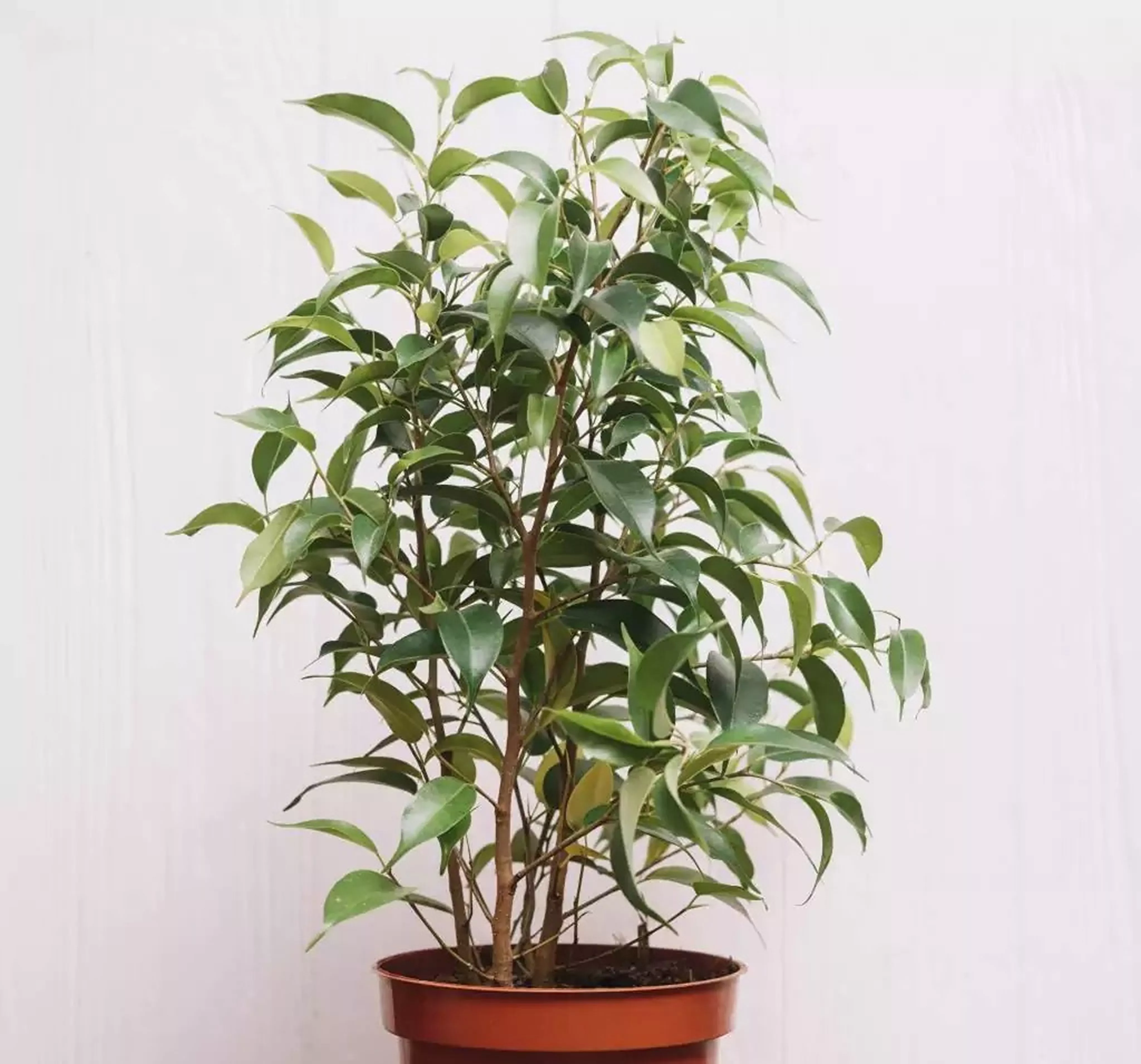 7 растений, которые улучшают качество воздуха в доме