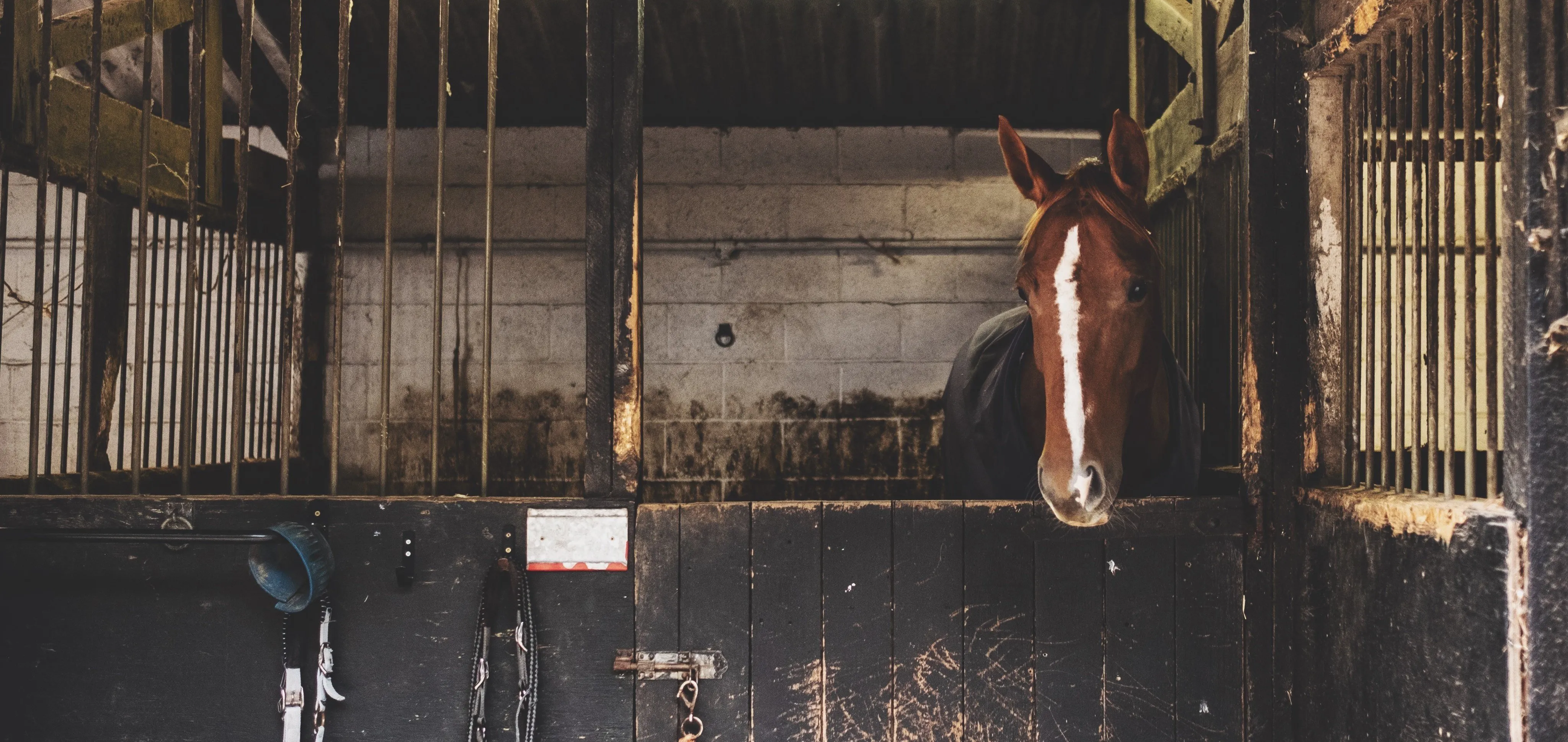 Вентиляция в конюшне: наш опыт