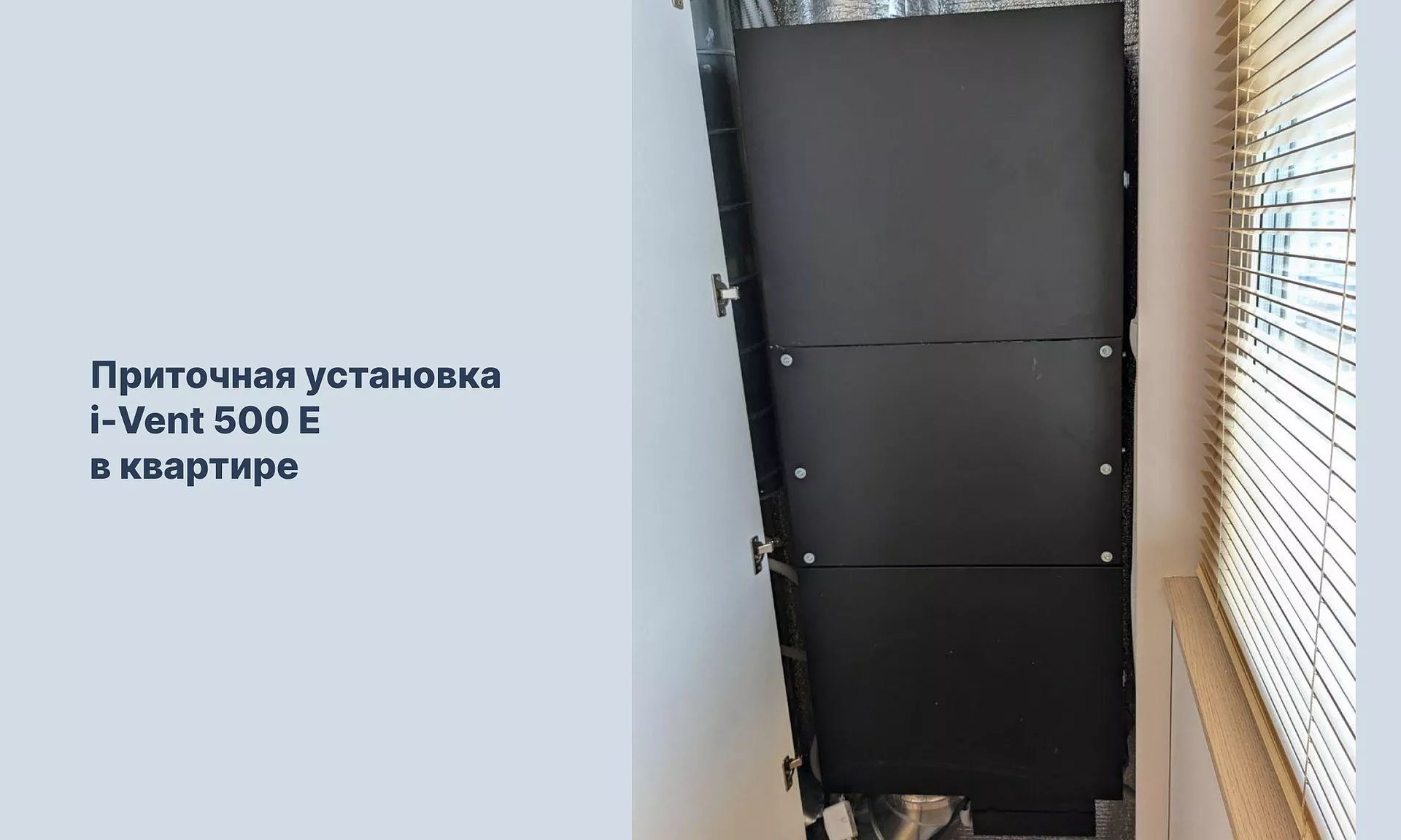 7 растений, которые улучшают качество воздуха в доме