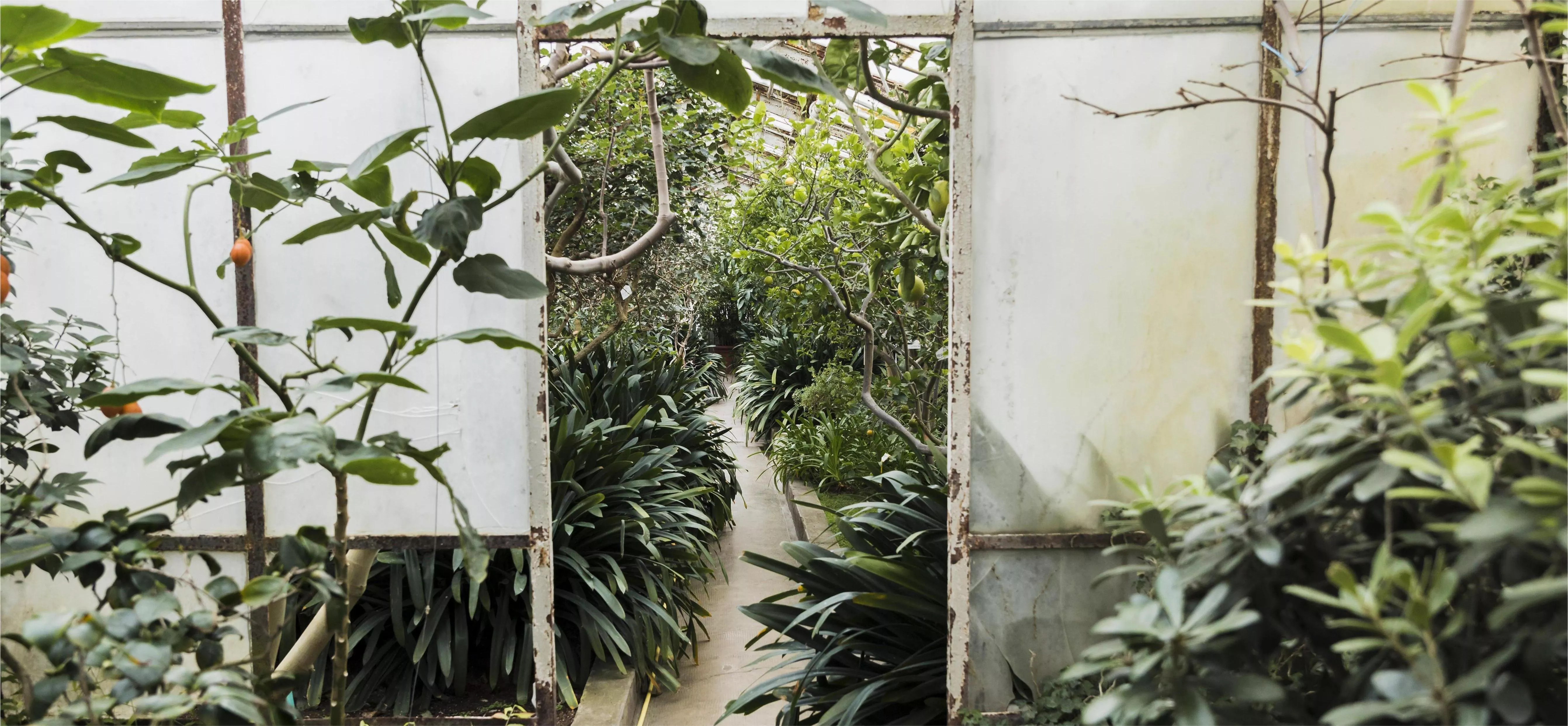 Вентиляция в теплице