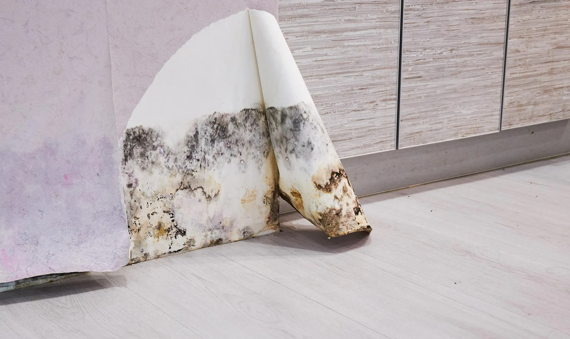 Почему появляется плесень в квартире?