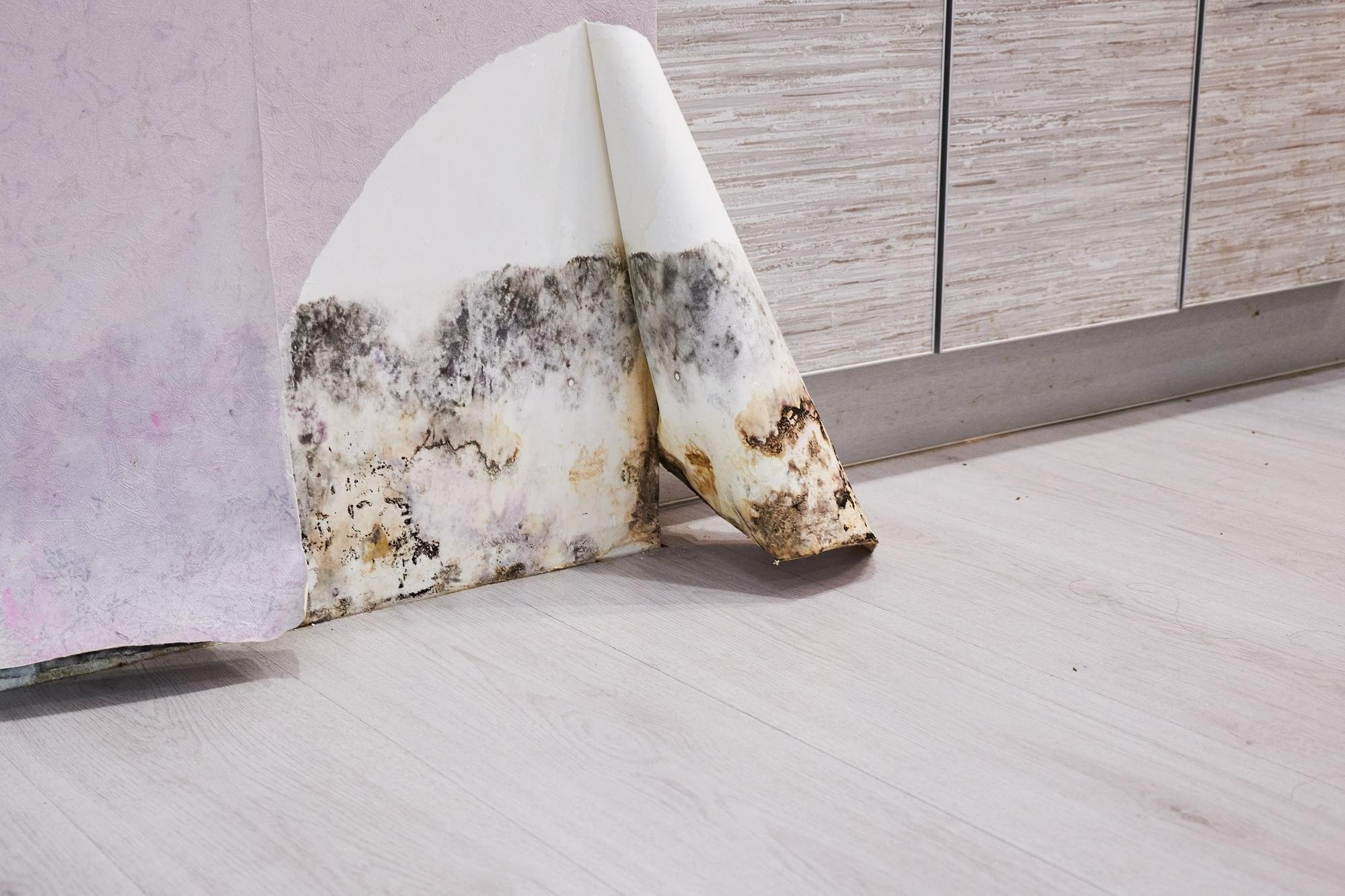 Почему появляется плесень в квартире?